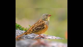 صوت دخن أو درسة الشعير للصيد bird sound ortolan bunting [upl. by Esenaj524]