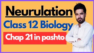 Neurulation  Steps of neurulation  Class 12 biology chap 21 in pashto [upl. by Airrej]