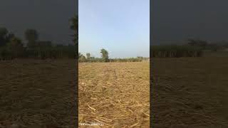 Harvested Sugarcane Beauty SugarcaneHarvest FieldScenery [upl. by Whipple]