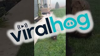 Pet Raccoon Plays With Puppies  ViralHog [upl. by Naleag]