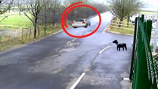 Dog Chases Owners Car After Being Left Abandoned [upl. by Lajib]