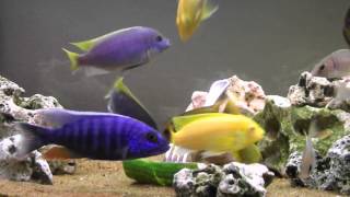 African Cichlids Enjoying Cucumber [upl. by Riem]