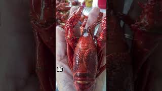 Handling Crayfish Safely Quick Tips shorts lobster crawfish [upl. by Eerb]