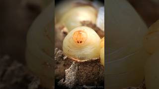 wasp larvae 😲  Tropical Forest Bees bees wasps [upl. by Reta]