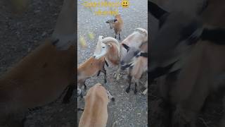 Our sheep loves to eat pears 😃🍐🐑🐏 Наши овцы любят груши😃🍐🐑🐏 [upl. by Engeddi]