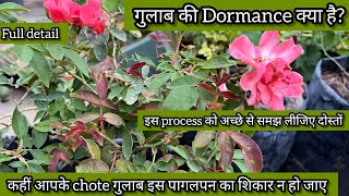 🌹गुलाब की Dormance क्या है। 🌿 आइए जानते है सरल सब्दों मे।। full detail 🌿 [upl. by Feer847]