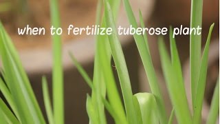 When to Fertilize Tuberose Plant Tuberose bulbs update video [upl. by Eelrebma]