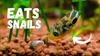 Best Snail Eating Aquarium Fish [upl. by Idoj]