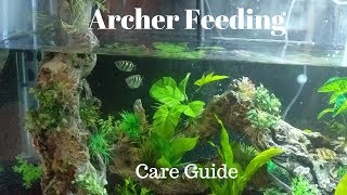 Archer Fish Feeding and Care Guide [upl. by Alissa]