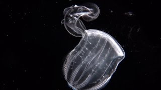 Swallowed Whole  a comb jelly preying on a comb jelly [upl. by Ilrebma302]