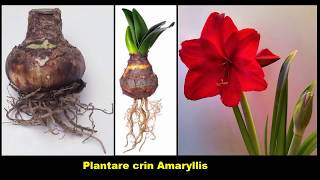 Plantare crin Amaryllis si Fritillaria Imperialis [upl. by Atterg]