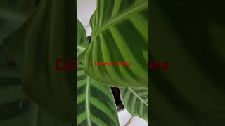 Plant Variety Calathea variety gardenplants shorts [upl. by Corder]