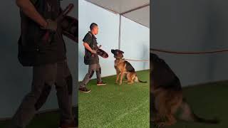 Instinctual Guarding DogTraining GuardDogs [upl. by Malita481]