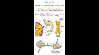 Nucleosome Structure geneticteacher [upl. by Feodor]