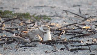 No shorebirds fledge on Sanibel after beach renourishment [upl. by Nasus]