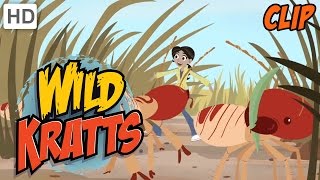 Wild Kratts  Carried Away by Termites [upl. by Borrell]