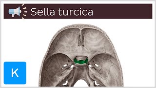 Sella turcica  Anatomical Terms Pronunciation by Kenhub [upl. by Charlotta]