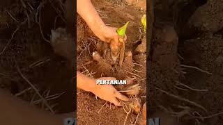 Budidaya umbi talas untuk pengganti makanan pokok yaitu beras shorts shortvideo [upl. by Aala864]