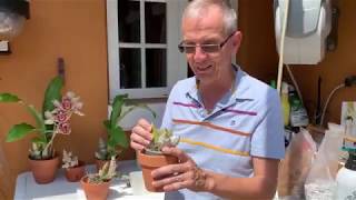 Repotting a catasetum orchid [upl. by Eylsel]