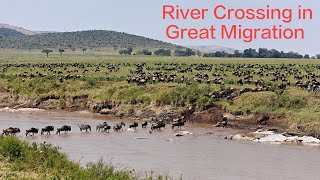 Africa  The Great Migration  River Crossing at Masai Mara [upl. by Ewer]