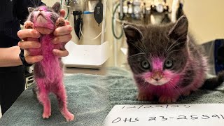 Rescuing a Tiny Kitten Who Was Dyed Pink By a Heartless Owner [upl. by Eetak]