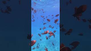 Snorkeling at Molokini Crater shorts coralreef fish maui hawaii travelvlog [upl. by Sausa]