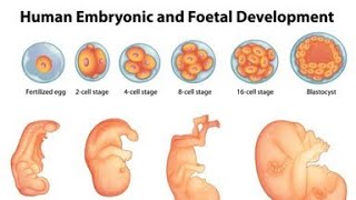 HUMAN EMBRYONIC AND FOETAL DEVELOPMENT [upl. by Alicirp227]