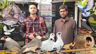 Java Sparrow Gouldian Finch amp Pied Dove Colony Setup – Adnan Bhai Collection [upl. by East]