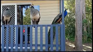 Peacocks At Tannum Sands [upl. by Rod]