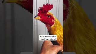 Ciriciri ayam pakoy di lihat dari fenotip [upl. by Aryl]