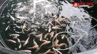 Tilapia poly tank umur hampir 3 bulan [upl. by Enyawad]