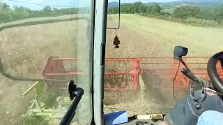 Mietitura colza 2024  Claas tucano 430 montana 4 APS  Cab view [upl. by Hasheem951]