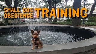 The best obedience training for small dogs A 65 pound Yorkie before and after training video [upl. by Alamac]