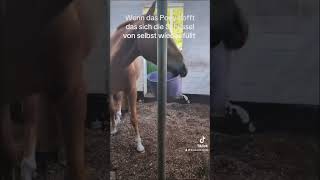 Sind eure auch so verspielt ponytricks pferdetricks neuespferd pferdefütterung kraftfutter [upl. by Arturo148]