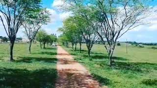 Fazenda Gaivotas  Itabaiana Sergipe  Brazil [upl. by Peppy]