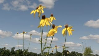 Prairie Yard amp Garden Prairie Flora History and Future [upl. by Acalia]