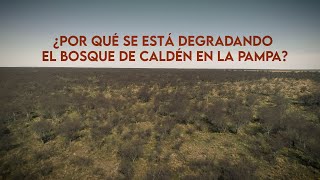 ¿Por qué se está degradando el bosque de Caldén en La Pampa [upl. by Kedezihclem422]