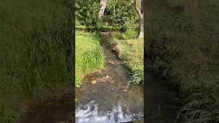 farm watercourse river bridge walk nature england [upl. by Chaves753]