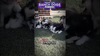 Pomsky Puppies ❤️ pomskies puppy pomskydog dogbreed pomskynation pets [upl. by Shumway]