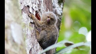 Jungle tour in the Ecuadorian Rainforest  Cuyabeno Reserve [upl. by Floeter]