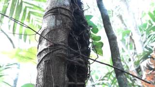 Introduction to Epiphytes [upl. by Leehar700]