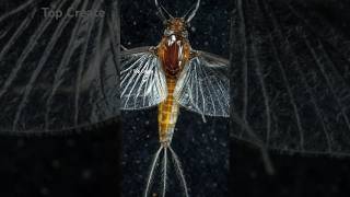 quotThe Shortest Living Animal Mayfly – 24 Hours of Lifequot [upl. by Sandra217]