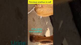 Pervious uracus in calf cow animals cat animalcarevet animalhealth animalshorts shortvide [upl. by Jurgen911]