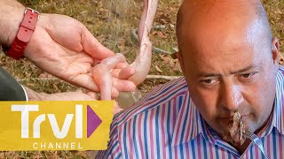 Eating Raccoon amp Intestine in the South  Bizarre Foods with Andrew Zimmern  Travel Channel [upl. by Micro]