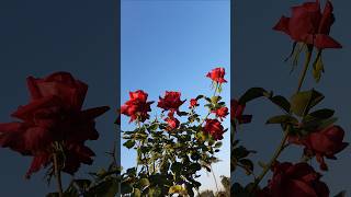 Rose Flowers Red Color nature reels roses foryou beautiful flowers viral viralshorts new [upl. by Eidnak]