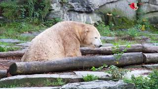 Eisbär im Tierpark Berlin [upl. by Nady]