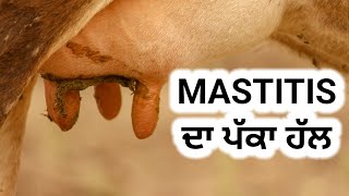 mastitis best treatment on YouTube [upl. by Aniras]