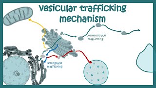 Vesicle trafficking  vesicle transport in cell  molecular mechanism [upl. by Tnilf]