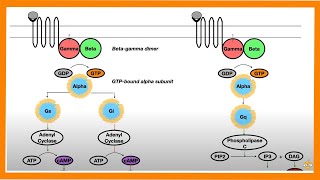 Signal Transduction Pathways GProtein Receptor Tyrosine Kinase cGMP [upl. by Godspeed206]