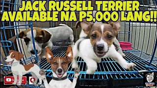 TAONG PUSA PETSHOP UPDATE  JACK RUSSELL amp CHOW CHOW FOR SALE AT MGA IBONG MAGAGANDA vlog473 [upl. by Ramona]